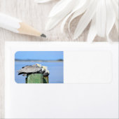 Pelicans Resting Etiket (Insitu)