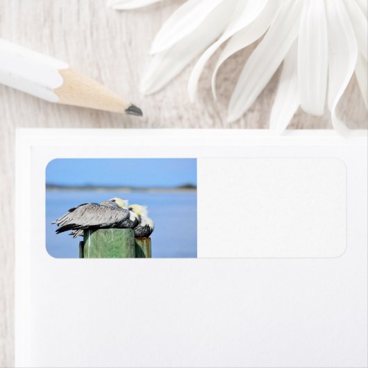 Pelicans Resting Etiket (Insitu)