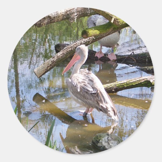 PELICANS RONDE STICKER (Voorkant)