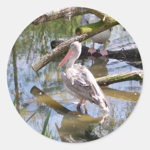 PELICANS RONDE STICKER