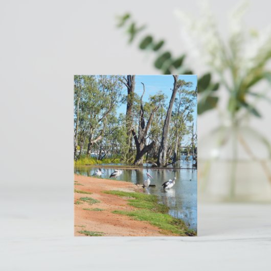 Pelicans Sunbaking River Murray, Briefkaart (Staand voorkant)