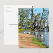 Pelicans Sunbaking River Murray, Briefkaart (Voorkant / Achterkant)