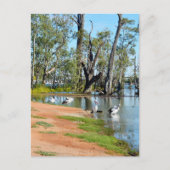 Pelicans Sunbaking River Murray, Briefkaart (Voorkant)