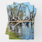 Pelicans Sunbaking River Murray, Gift Wrap Sheets Inpakpapier Vel (In situ)