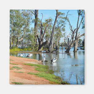 Pelicans Sunbaking River Murray, Magnet
