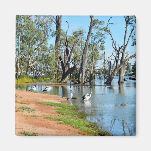 Pelicans Sunbaking River Murray, Magnet (Voorkant)