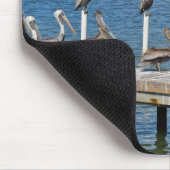 Pelicans Sunbathing Muismat (Hoek)