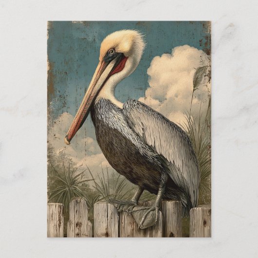 pelikaan briefkaart (Voorkant)