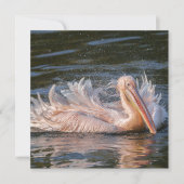 Pelikaan in beweging (Voorkant)