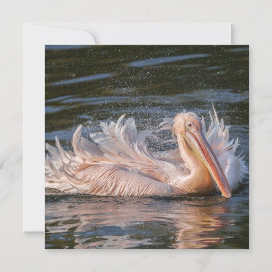 Pelikaan in beweging (Voorkant)