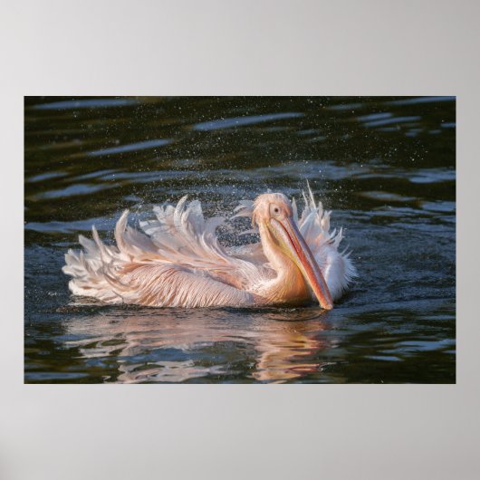 Pelikaan in beweging poster (Voorkant)