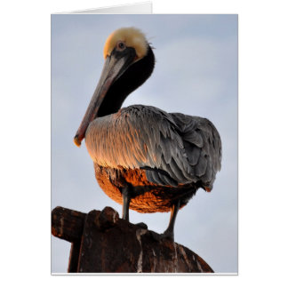 pelikaan in de zonsondergang