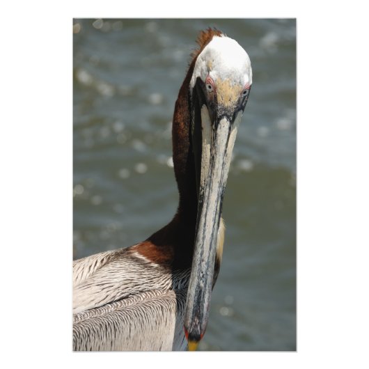 Pelikaan in het wild foto afdruk (Voorkant)