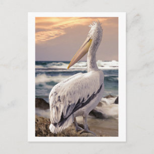 Pelikaan Oceaan Strand Golven Zonsondergang Briefkaart