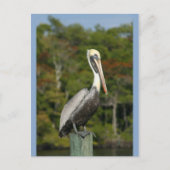 Pelikaan op Blauwe Briefkaart (Voorkant)