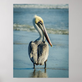 Pelikaan op een strand in Florida Poster