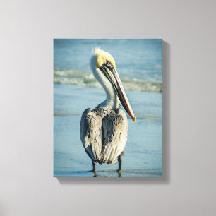 Pelikaan op een strand van Florida Canvas Afdruk