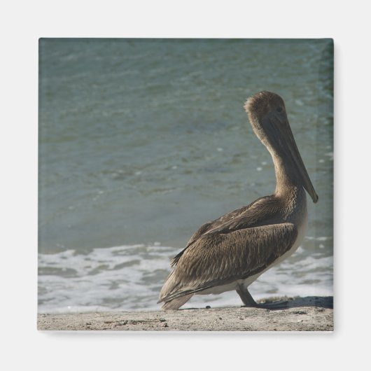 Pelikaan op het strand Foto Magneet (Voorkant)