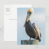 Pelikaan op pyloon geperst briefkaart (Voorkant / Achterkant)