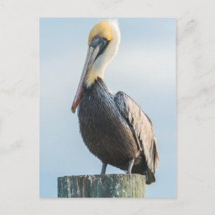 Pelikaan op pyloon geperst briefkaart