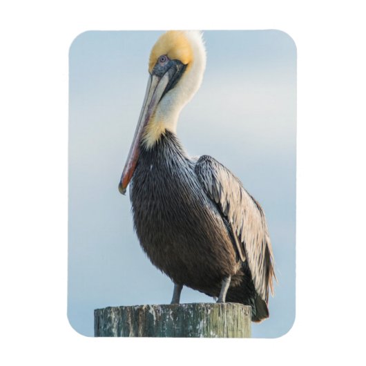 Pelikaan op pyloon geperst magneet (Verticaal)