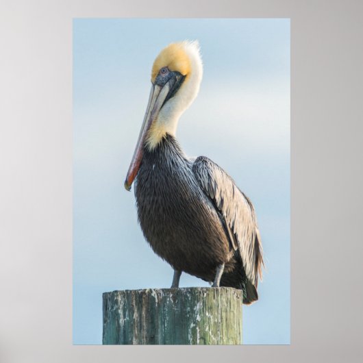 Pelikaan op pyloon geperst poster (Voorkant)
