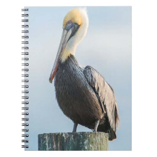 Pelikaan op pyloon notitieboek (Voorkant)