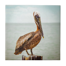pelikaan over de oceaan