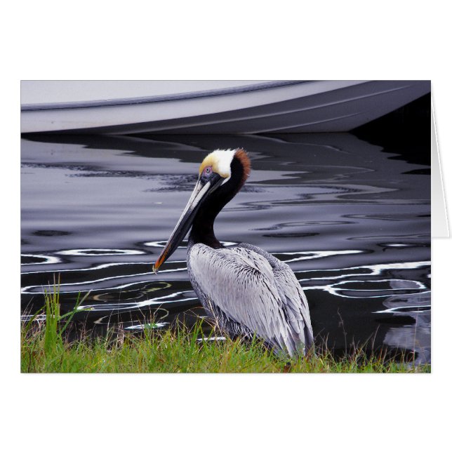 Pelikaan Poser (Voorkant Horizontaal)
