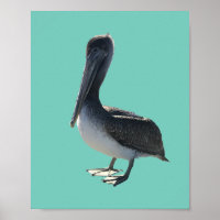 Pelikaan