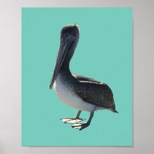 Pelikaan Poster