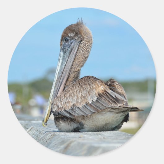 Pelikaan ronde sticker (Voorkant)