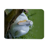 Pelikaan sereniteit Een boeiende blik Magneet (Horizontaal)