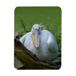 Pelikaan sereniteit Een boeiende blik Magneet