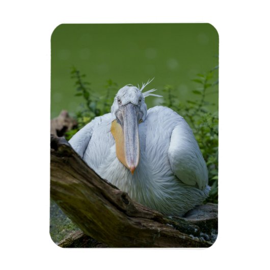 Pelikaan sereniteit Een boeiende blik Magneet (Verticaal)