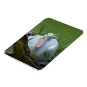 Pelikaan sereniteit Een boeiende blik Magneet (Linkerzijde)