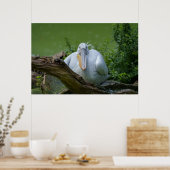 Pelikaan sereniteit Een boeiende blik Poster (Keuken)
