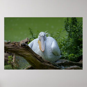 Pelikaan sereniteit Een boeiende blik Poster