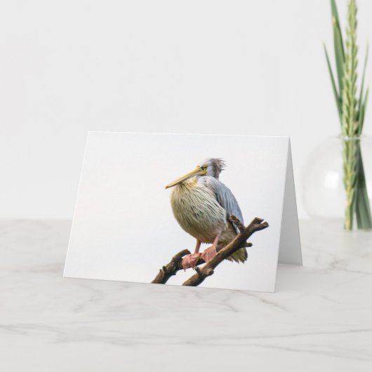 Pelikaan, Tanzania Kaart (Voorkant)