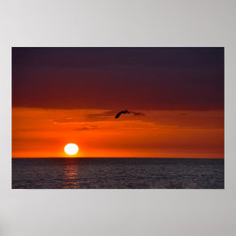 Pelikaan vliegt bij zonsondergang poster