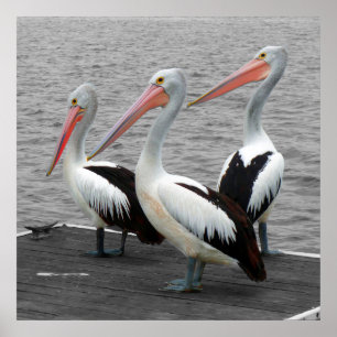 Pelikaan Zee Vogel Minimalistische Kleur Pop Fotog Poster