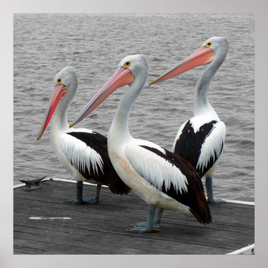 Pelikaan Zee Vogel Minimalistische Kleur Pop Fotog Poster (Voorkant)