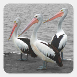 Pelikaan Zee Vogel Minimalistische Kleur Pop Fotog Vierkante Sticker
