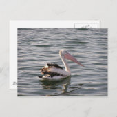 pelikaans briefkaart (Voorkant / Achterkant)