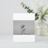 pelikaans briefkaart (Staand voorkant)