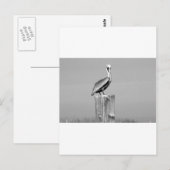 pelikaans briefkaart (Voorkant / Achterkant)