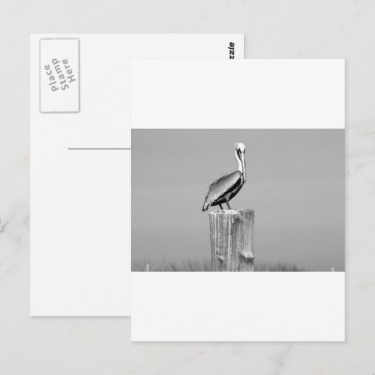 pelikaans briefkaart (Voorkant / Achterkant)