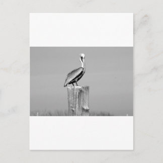 pelikaans briefkaart