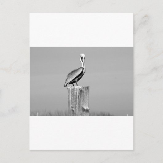 pelikaans briefkaart (Voorkant)