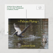Pelikaanse vogel vliegend Briefkaart van Florida (Voorkant / Achterkant)